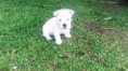 /album/fotogaleria/perritos-17-jpg/